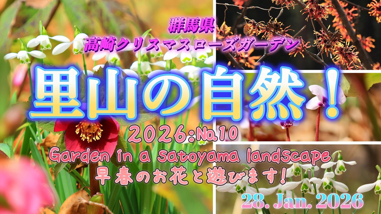 高崎クリスマスローズガーデン2026 - YouTube