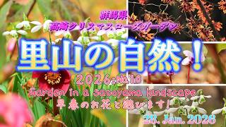 高崎クリスマスローズガーデン2026 - YouTube