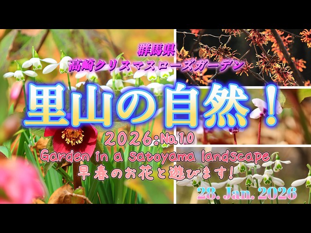 高崎クリスマスローズガーデン2026 - YouTube