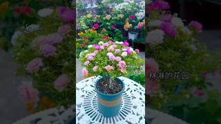 Trim old portulaca flowers for grow in pots again beautiful #portulacaflower #plants