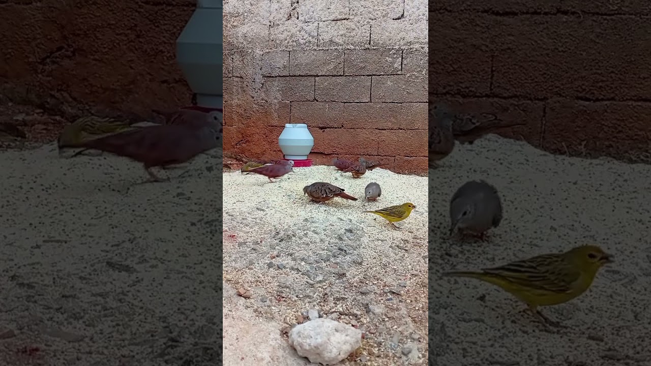 Pássaros Se Alimentando 77