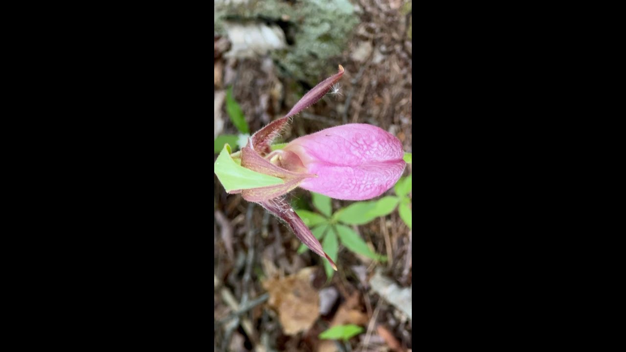 Pink Lady's Slipper – So lovely, so deceptive! | The Natural Web