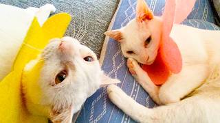 Malymoon 白猫 珍妙白猫コンビ、合体珍妙最終章 Final performance of the funny-cat