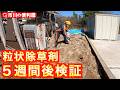【粒状除草剤５週間後検証】ブロマックス５散布したらどれだけ草を抑制できる？忖度なしの効果測定＆考察映像｜千葉県市川市の便利屋！各作業料一覧、お問い合わせ先は概要欄をご覧下さい！