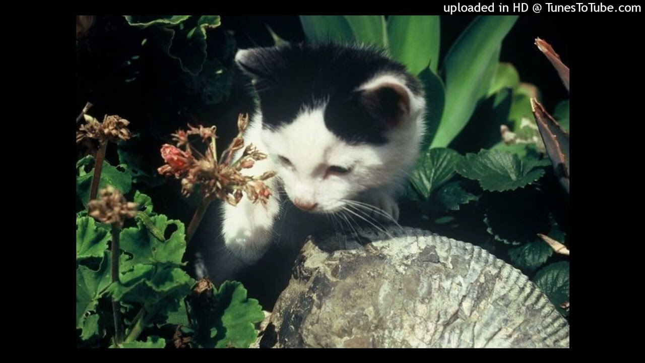 ginseng prettifun type beat