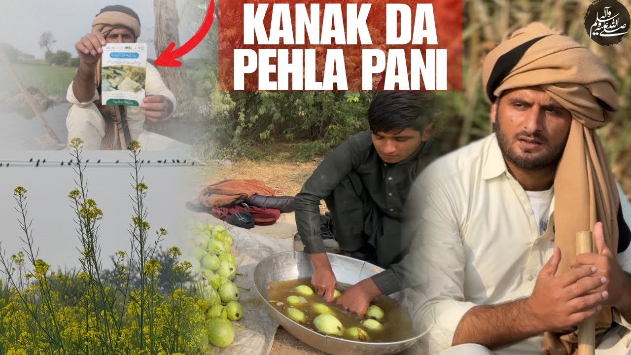 Kuj Zarori Galaan,Fortified flour — sugarcane season wheat’s first watering.”#zaibihanjra #punjabi 