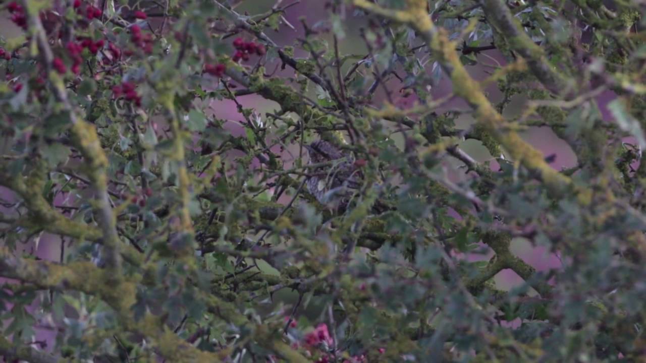 manchester united Wryneck. Point of Ayre, Isle of Man. DSLR video