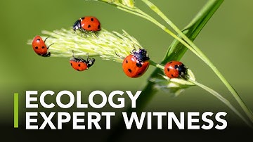 How To Be A Good Ecology Expert Witness At public Inquiries