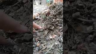 #sampahplastik #limbahplastik #gogreen #lapaktantri #sampahplastik #limbahplastik #gogreen #lapaktantri