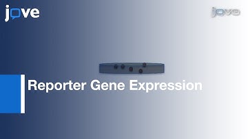 Floral-Dip Transformation:Arabidopsis thaliana: Examining pTSO2::β-glucuronidase l Protocol Preview