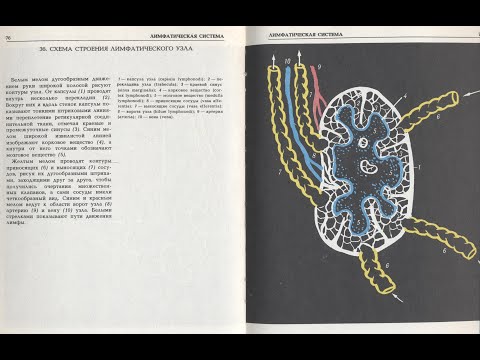 5  Лимфатическая система.  Органы иммунной системы