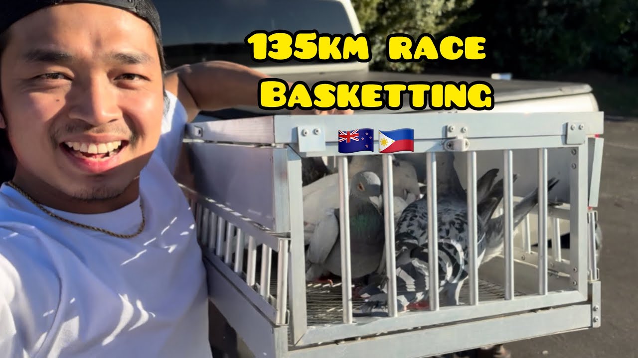NAKA KA EXCITE MAG ABANG😁 135km BASKETTING PIOPIO🇳🇿🇵🇭#unoloftpigeonracing 