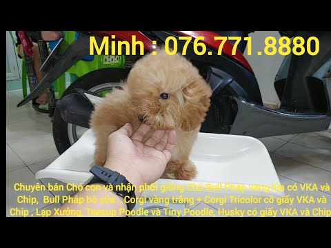 Chó Poodle đực size Toy mix Tiny gần 4 tháng nặng 1,7 kg.