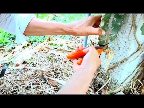 Video: Dragefrugtproblemer - Lær om almindelige problemer med Pitaya-planter