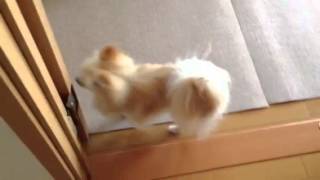 おくだけ吸着マットをお試し隊