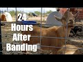 24 HOUR BANDING UPDATE