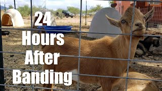 24 HOUR BANDING UPDATE