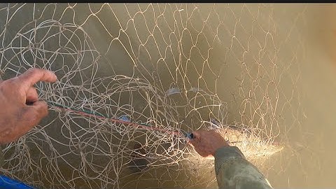 đi thăm tay lưới cá chẻm tưởng không có ai ngờ nhờ phúc cuối (lê nghiã cần giờ)