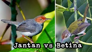 Burung PRENJAK JANTAN DAN BETINA Gacor Saling Saut COCOK UNTUK MASTERAN