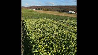 S4E1: Ag Innovations: How cover crops change the soil biology and the way corn smells!