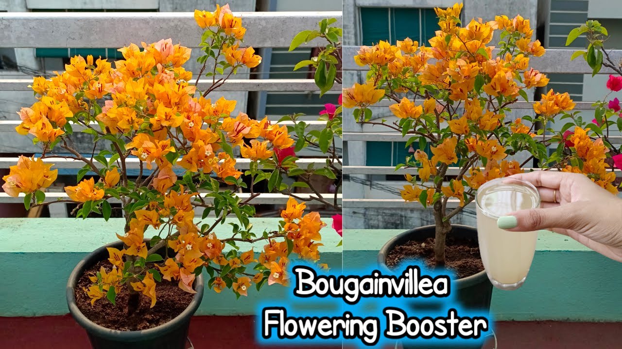 Bougainvillea Fertilizer Best Summer Flowering Plant Bougainvillea Care & Flowering Booster