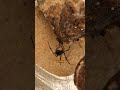 Black widow spider 🕷️#shorts #fact #wildlife