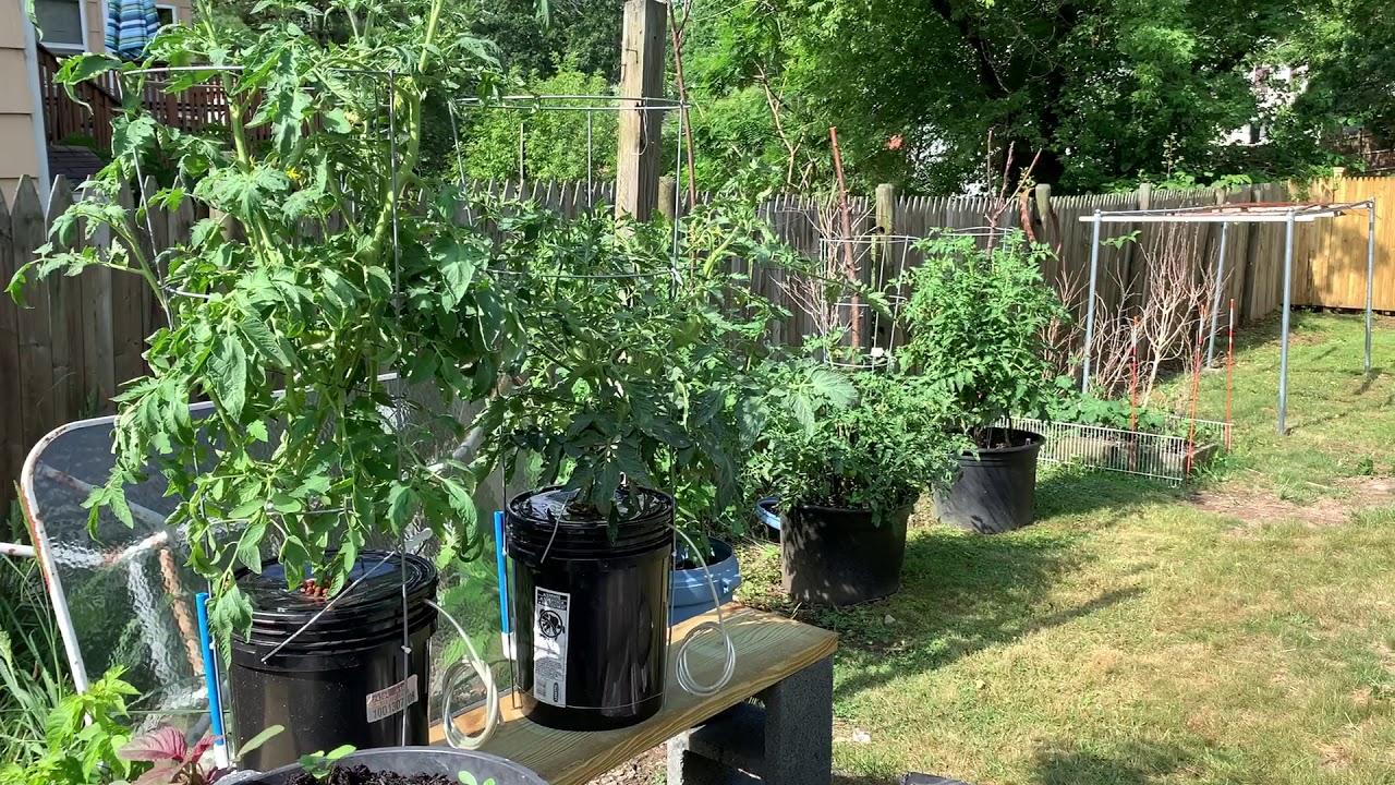 Growing Tomatoes in 5 Gallon Buckets (in Khmer) YouTube