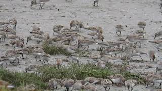 Western Sandpipers Update