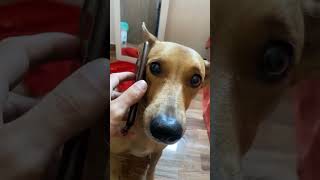 DJ Léptospirose e Pen-Drive vão QUEBRAR a vila 😂🔥 #viral #fyp #humor