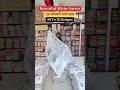 White spl #white #saree #design #new #trending #shorts #reels #festival #shopping #viral #peacock
