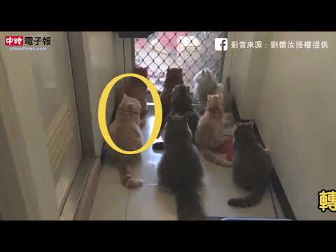 對面國小唱國歌 8隻喵全體肅立 網友：「愛國有賞」