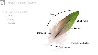 Celebrity Feathers - Birds of a Feather: How to make a Feathered Friend | Jonas Sorgenfrei | H20 HIVE Profile