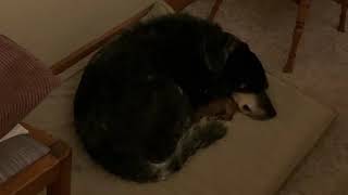 Sleep Barking