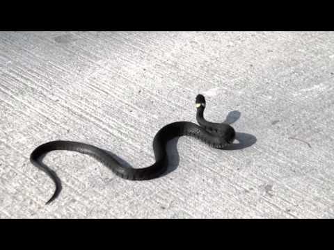 Een slang op het fietspad (het verlengde van de Turfweg) bij Soest-Zuid. Snake on the cycle path near Soest, Netherlands.