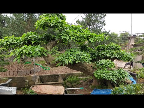 Video Cây Sung Bonsai dáng siêu | Bonsai tree - youtube