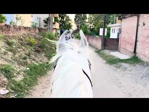 RANI Horse Horseenthusiast Colonelkkjϟ Horseriding Unfrezzmyaccount Automobile Horseenthusi