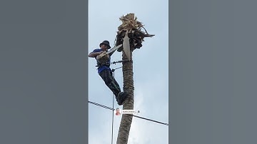 Muốn nín thở khi Vua Khỉ Miền Tây cưa khớp khúc cây Dừa . Cutting coconut tree