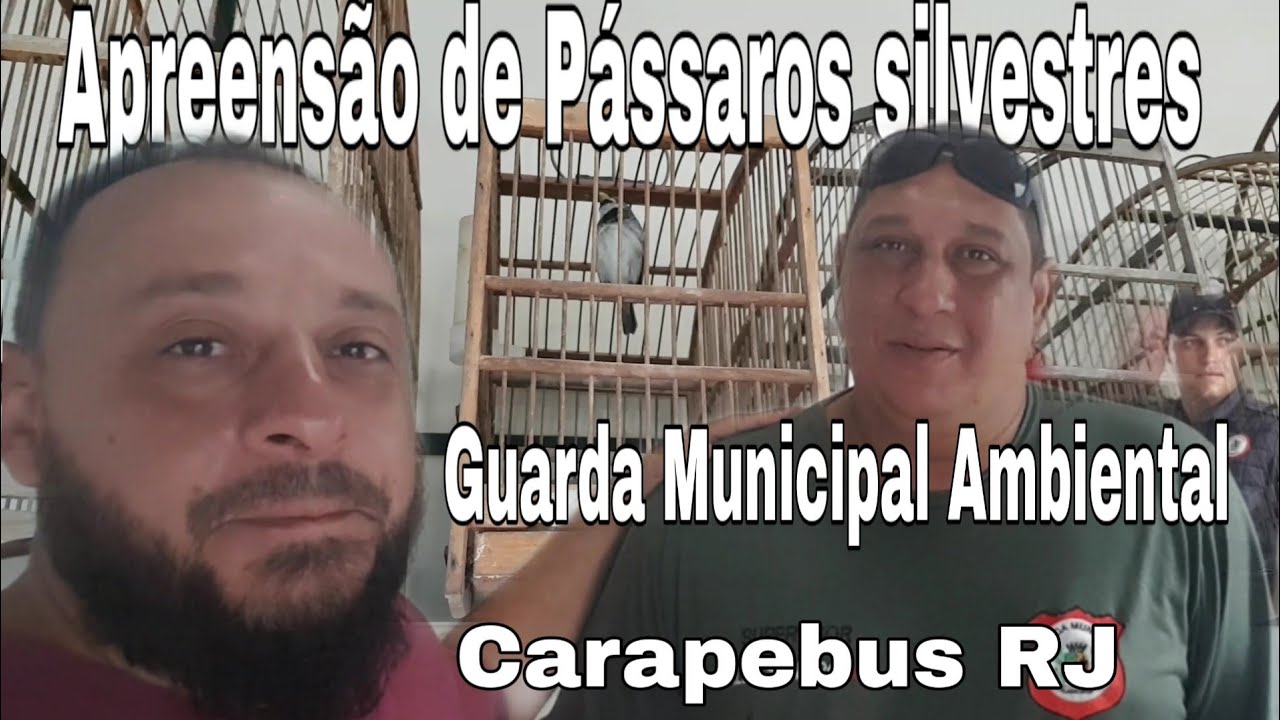 Apreensão de Pássaros Silvestres. Guarda Ambiental de Carapebus-RJ