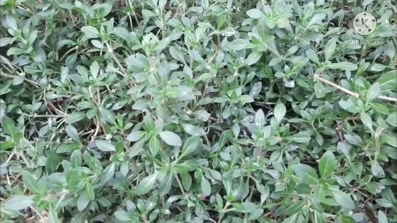 Công dụng cây Rau Diệu/ Giúp mọc tóc, giảm nhiệt / Thanh đồng vlog ...