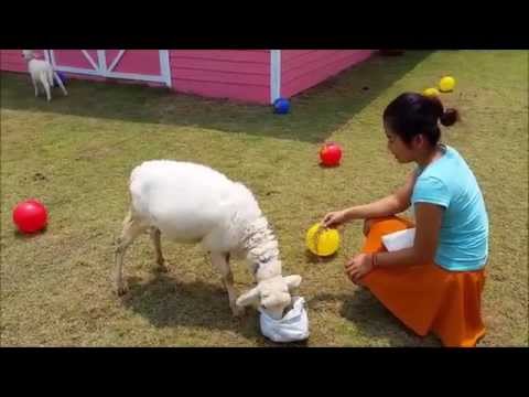 Feeding the sheeps at Charming Organic Farm Chiang Mai, Thailand