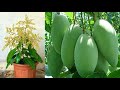 Creative Idea How to propagate Mango in a water bottle with chicken eggs