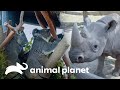 Presentando animales en el zoológico | El Zoológico de San Diego | Animal Planet