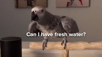 Parrot Talking to Alexa: Watch Petra the Parrot Order from Alexa | This & More Viral Bird Videos