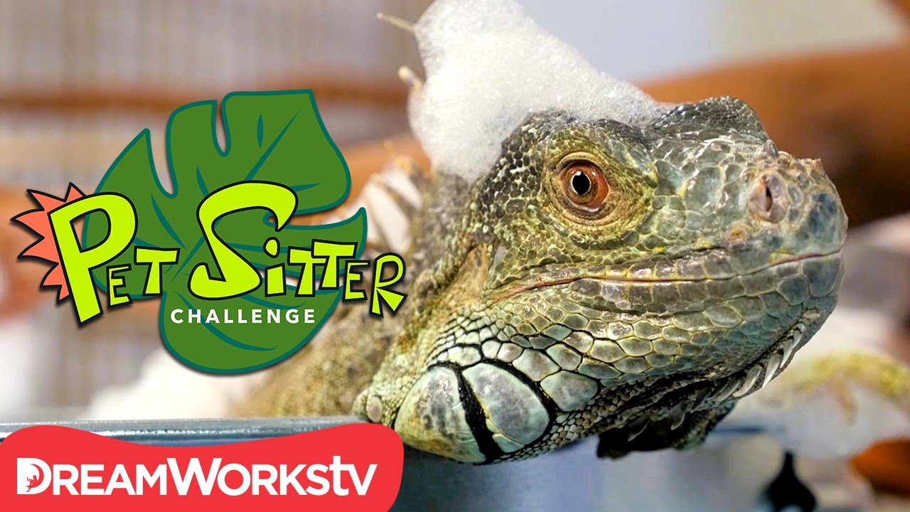 dreamworks super star kartz Iguana Spa Day | PET SITTER CHALLENGE