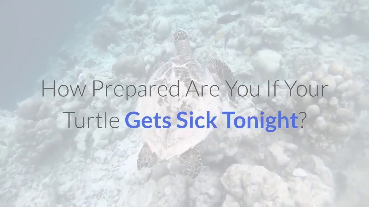 Emergency Turtle Vet Directory: How Prepared Are You If Your Turtle Gets Sick Tonight?