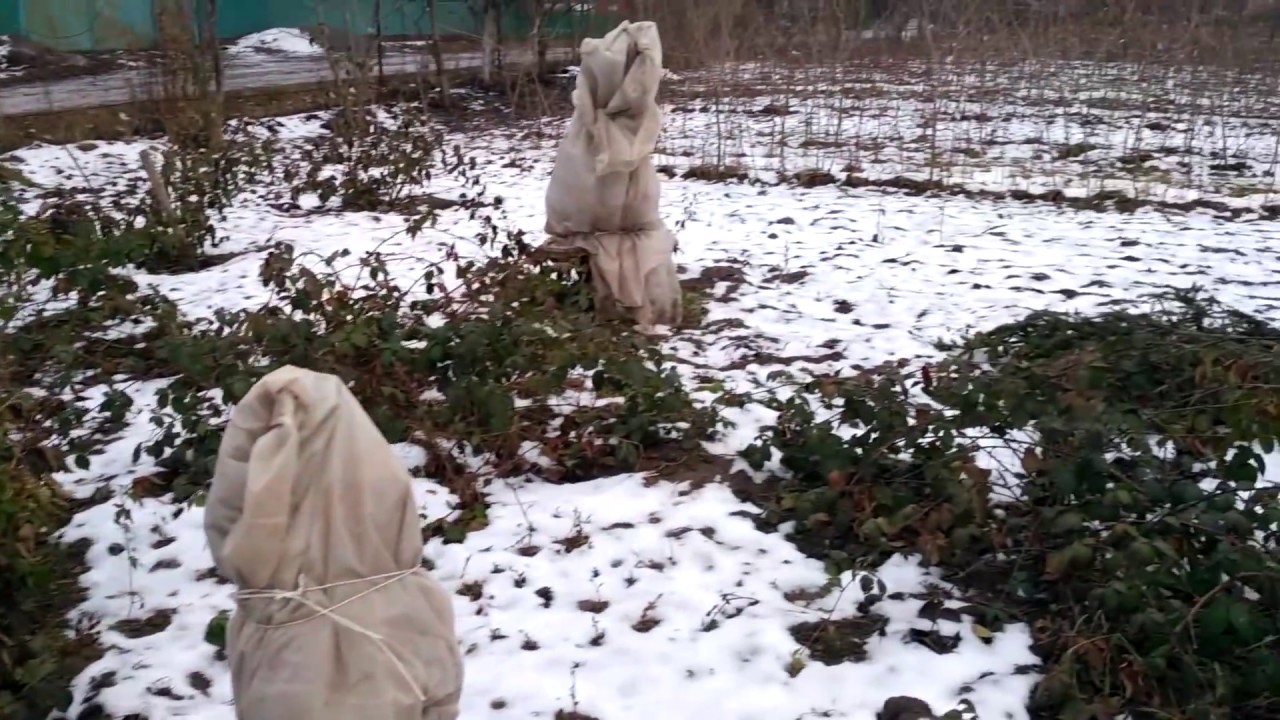 Укрыть Ежевику На Зиму Фото