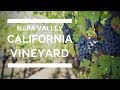 TRAVEL | Napa Valley, California: Vineyard