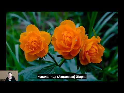 Купальницы, обзор 4 сортов