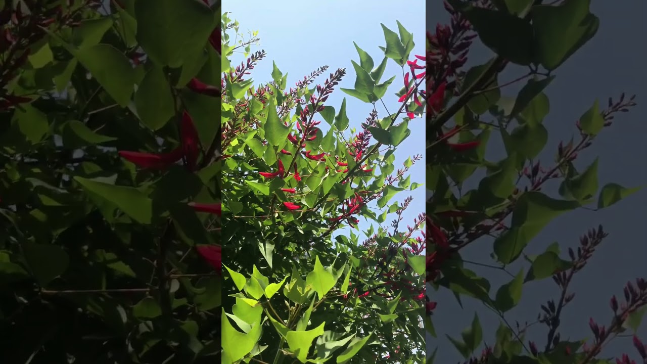 coral tree | coral tree tarot | 