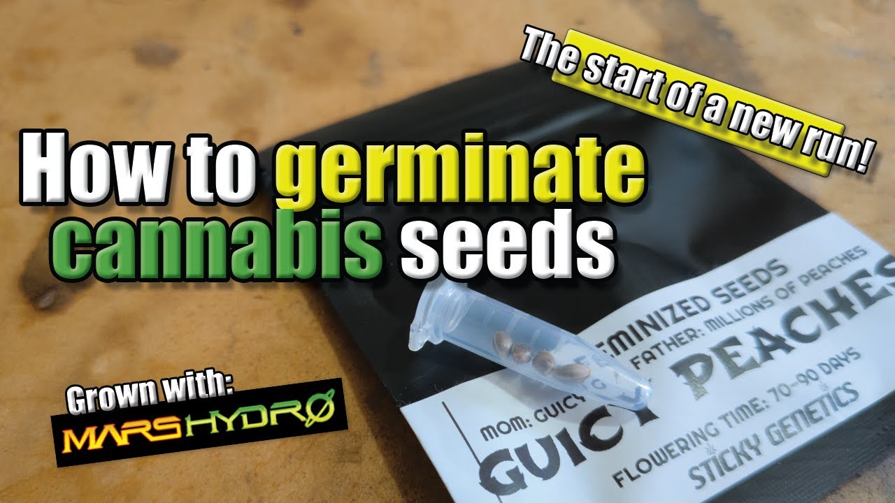 Простой способ прорастить семена каннабиса!